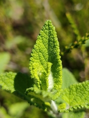 Teucrium scorodonia