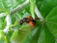 Lasioglossum sexmaculatum