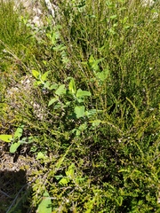 Teucrium scorodonia