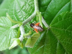 Lasioglossum sexmaculatum