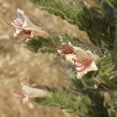 Echium boissieri
