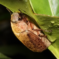 Exolontha serrulata