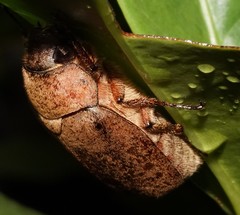 Exolontha serrulata