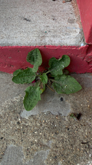 Plantago major