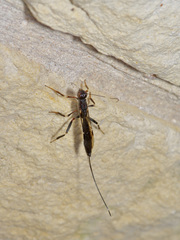 Xoridinae
