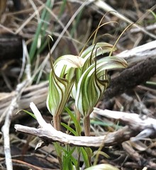 Pterostylis dolichochila