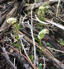 Pterostylis dolichochila