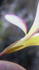 Oxalis stictocheila