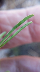Oxalis stictocheila