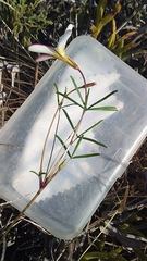 Oxalis stictocheila