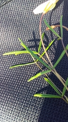 Oxalis stictocheila