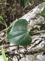 Tinospora smilacina