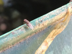 Steganinae
