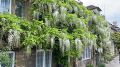 Millettieae