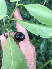 Elaeodendron melanocarpum