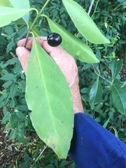 Elaeodendron melanocarpum