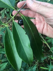 Elaeodendron melanocarpum