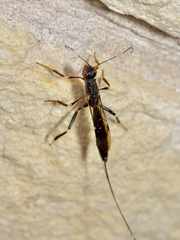Xoridinae