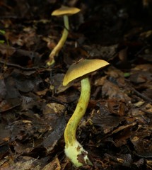 Cortinarius icterinoides