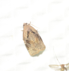 Archips grisea