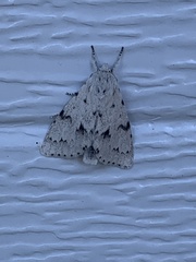 Acronicta innotata