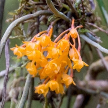 Microcoelia gilpiniae