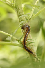 Scolopendra japonica