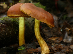 Aureonarius collybianus