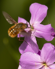 Bombylius mexicanus