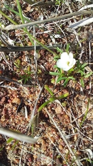 Oxalis pusilla