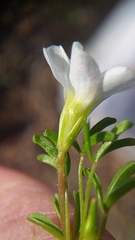 Oxalis pusilla