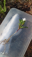 Oxalis pusilla
