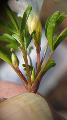 Oxalis pusilla
