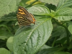 Cigaritis schistacea