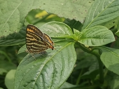 Cigaritis schistacea