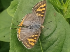 Cigaritis schistacea