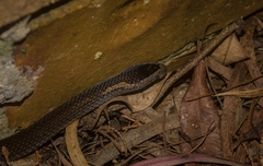 Cacophis squamulosus