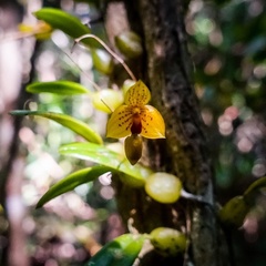 Bulbophyllum analamazoatrae image