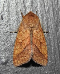 Pyrrhia cilisca