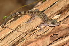 Cyrtodactylus papuensis