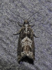 Catastega timidella