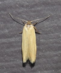 Holcocera immaculella