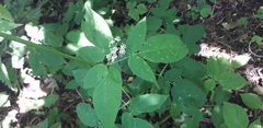 Aegopodium podagraria