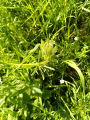 Galium spurium