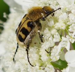 Trichius gallicus