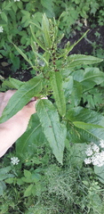 Rumex obtusifolius