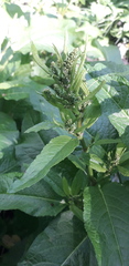 Rumex obtusifolius