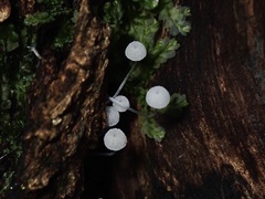 Mycena pitereka