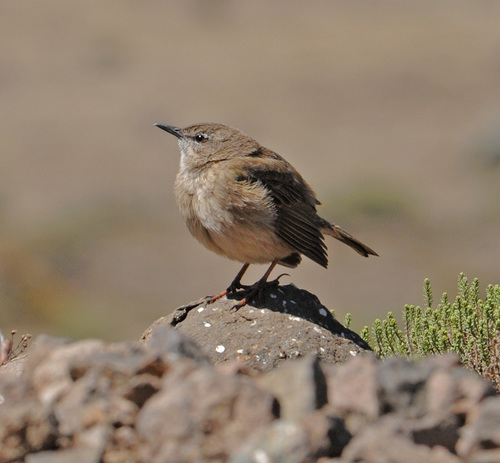 Anthus crenatus
