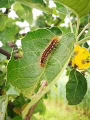 Euproctis chrysorrhoea